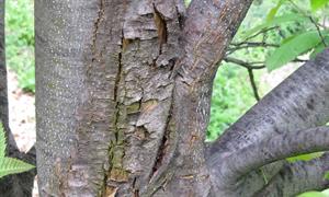 Sweet chestnut blight (Photo d.rigling)